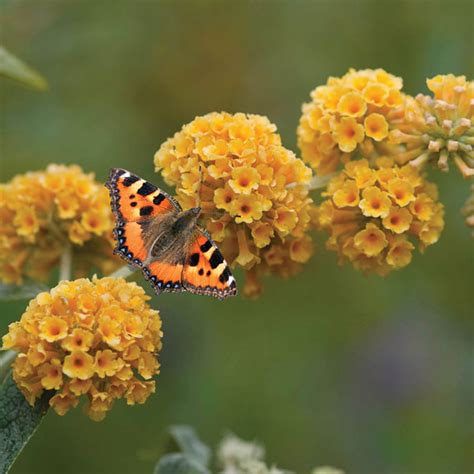 Buddleja globosa 